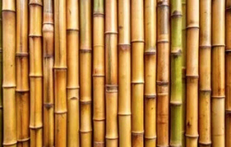 Natural bamboo stalks