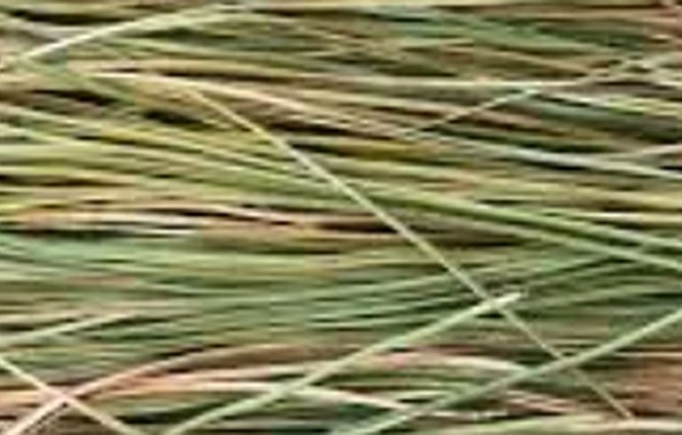Natural Kans grass stems