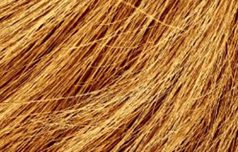 Golden natural palm fibre